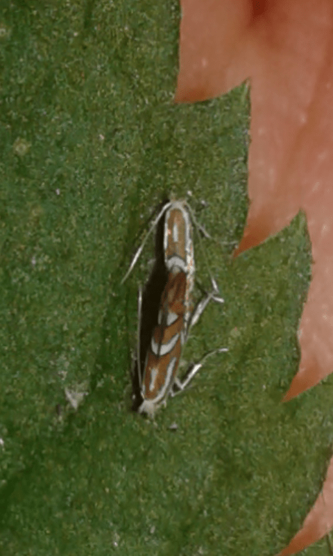 Gracillariidae : Phyllonorycter sp.?   S, Phyllonorycter cfr. monspessulanella